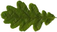 English or Common Oak leaf