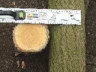 Ivy size scale