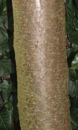 Uk Tree Bark Identification Chart